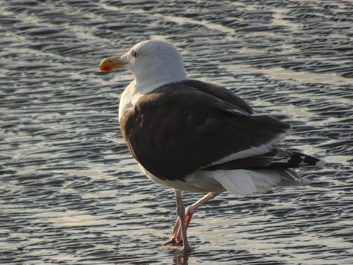 möwe, freiheit, wasser, freedom, seagull, bird, animal, sea, nature, fly, water, wildlife