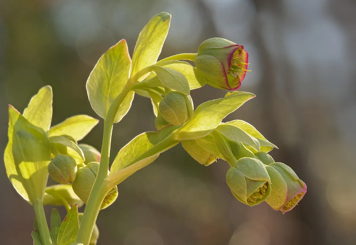 hellebore, wildflower, nature, wild plant, early bloomer, growth, botany, macro, plant