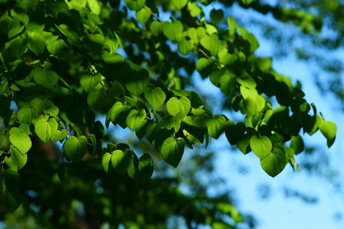 leaf, nature, growth, plant, early summer, green, isolated, garden, heaven, tender
