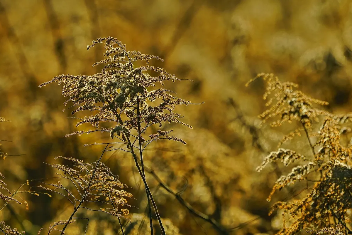 late goldenrod, flowers, withered, dried flowers, wildflowers, flower wallpaper, canadian goldenrod, flowering plant, beautiful flowers, plant, flora, meadow, f