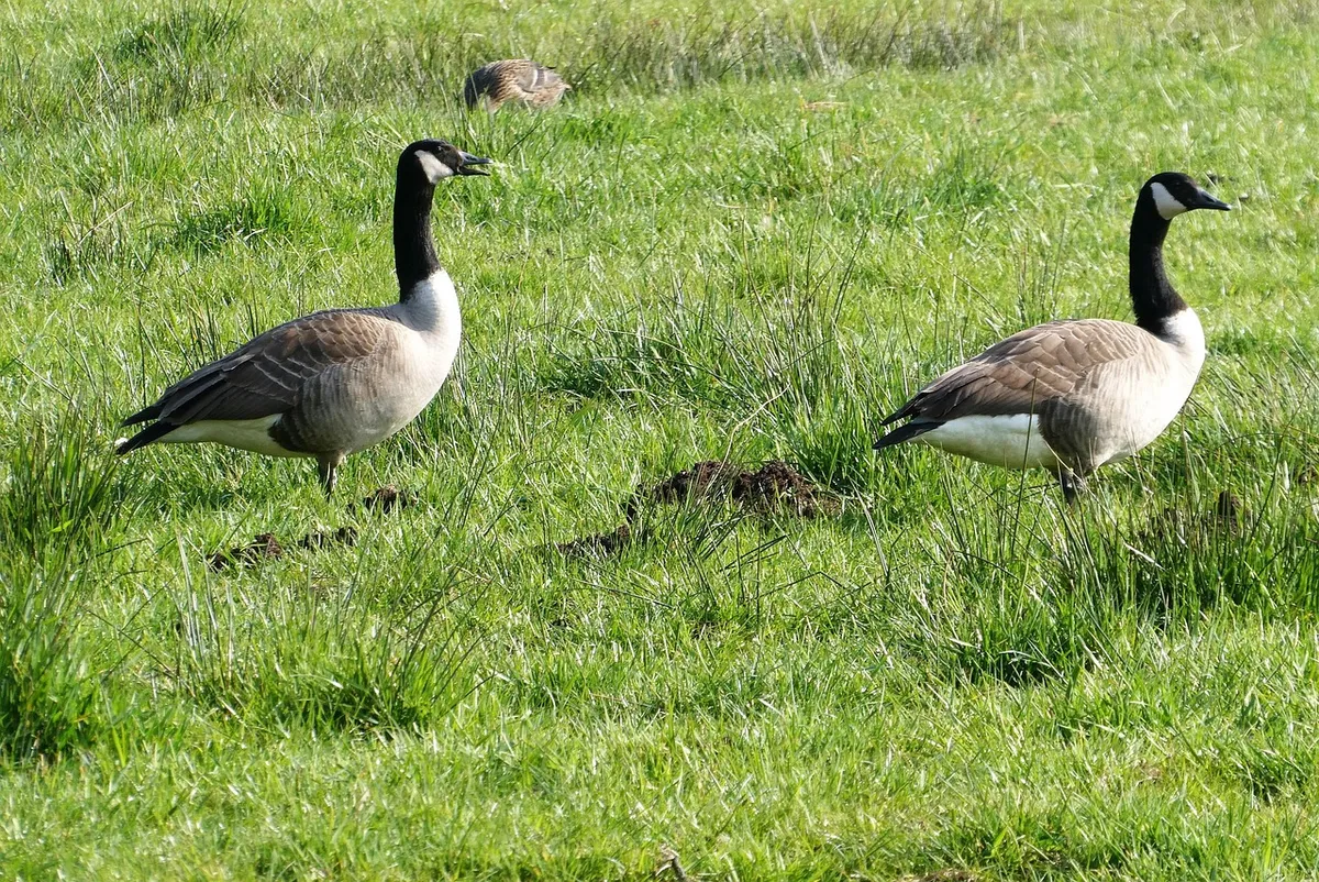 canadian geese, geese, grass, waterfowl, nature, pasture, landscape, animals, canadian goose