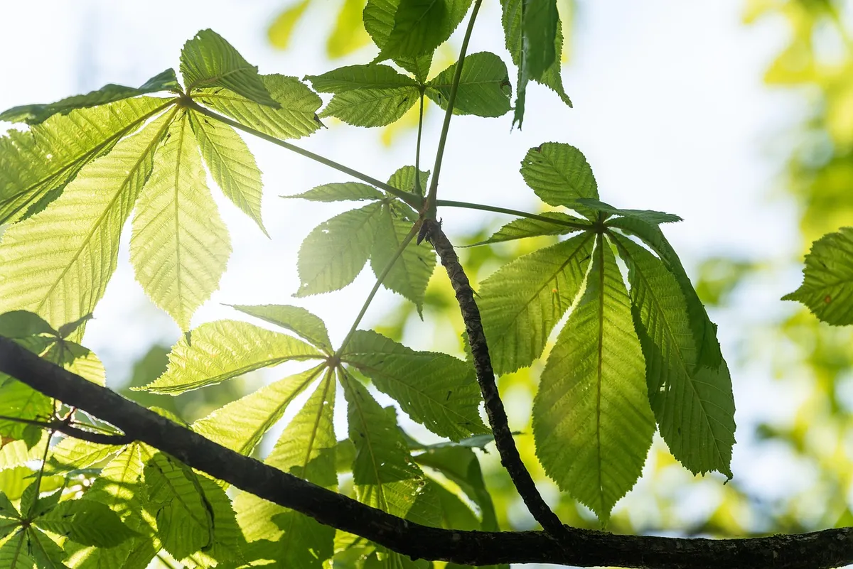 自然、木、チェストナット、葉、森、木々、葉っぱ、成長、植物学